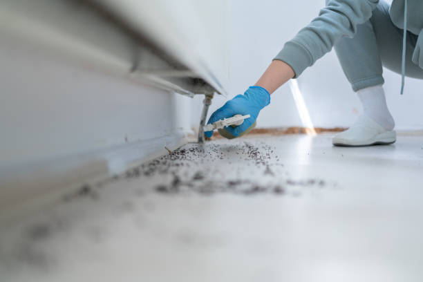 Wasp Removal Services in Grand Ledge, MI